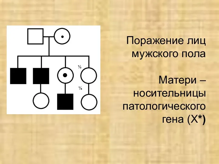 Поражение лиц мужского пола Матери – носительницы патологического гена (Х*) ½ ¼