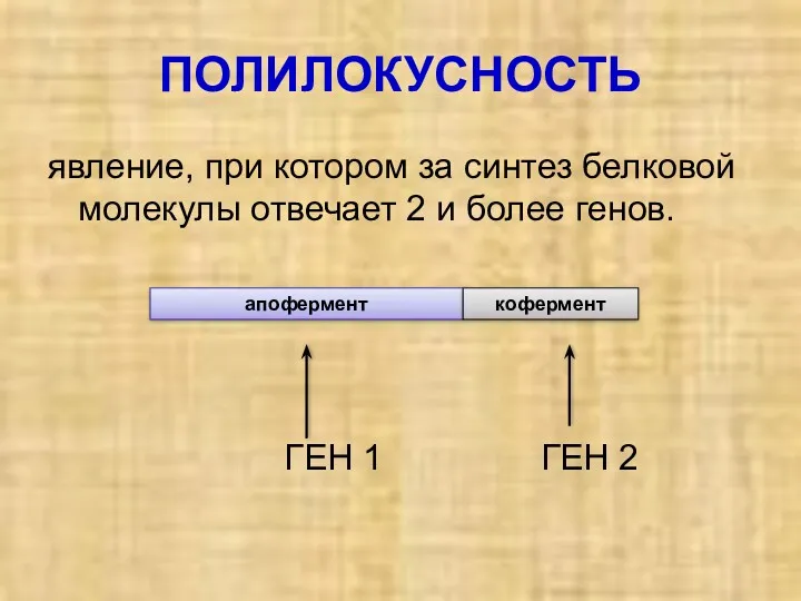 ПОЛИЛОКУСНОСТЬ явление, при котором за синтез белковой молекулы отвечает 2