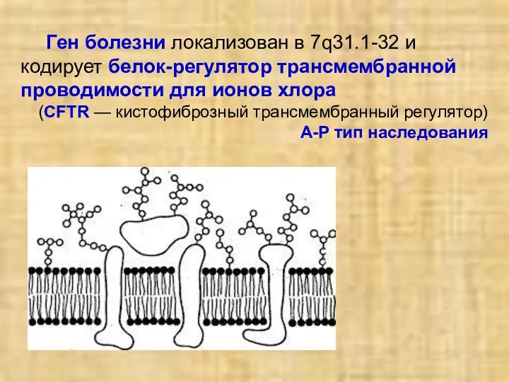 Ген болезни локализован в 7q31.1-32 и кодирует белок-регулятор трансмембранной проводимости