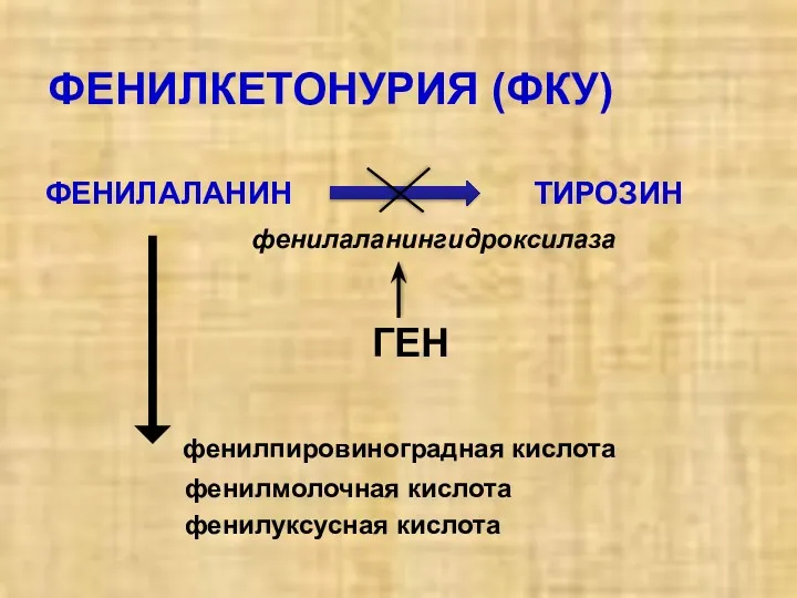 ФЕНИЛКЕТОНУРИЯ (ФКУ) ФЕНИЛАЛАНИН ТИРОЗИН фенилаланингидроксилаза ГЕН фенилпировиноградная кислота фенилмолочная кислота фенилуксусная кислота