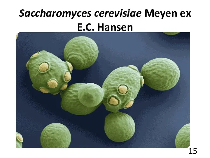 Saccharomyces cerevisiae Meyen ex E.C. Hansen