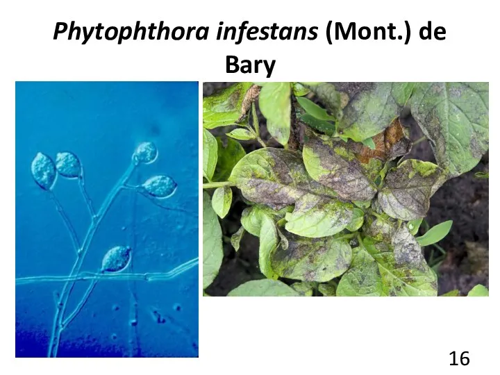 Phytophthora infestans (Mont.) de Bary