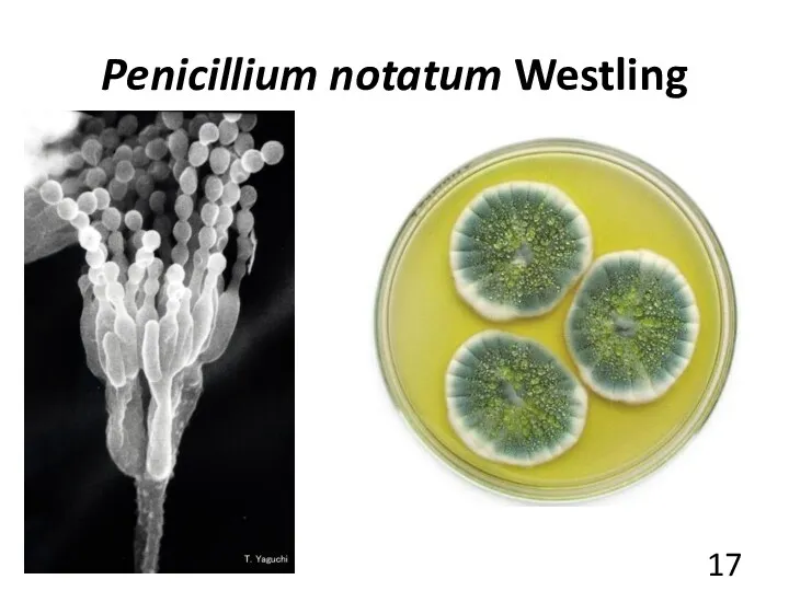 Penicillium notatum Westling