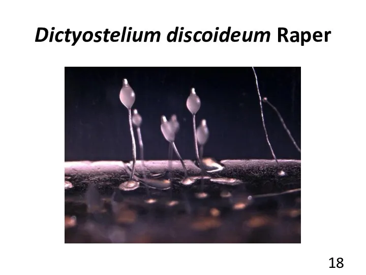 Dictyostelium discoideum Raper