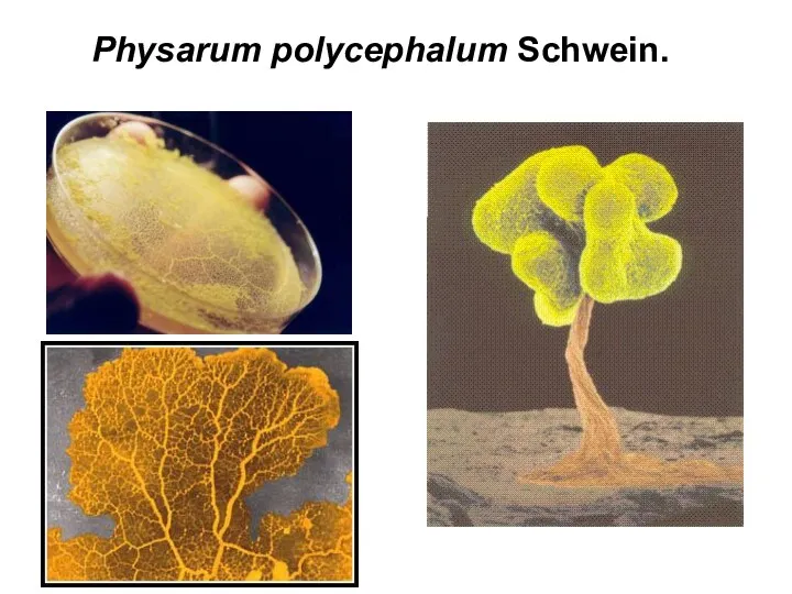 Physarum polycephalum Schwein.