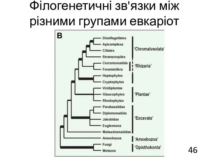 Філогенетичні зв'язки між різними групами евкаріот