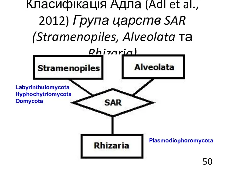 Класифікація Адла (Adl et al., 2012) Група царств SAR (Stramenopiles,