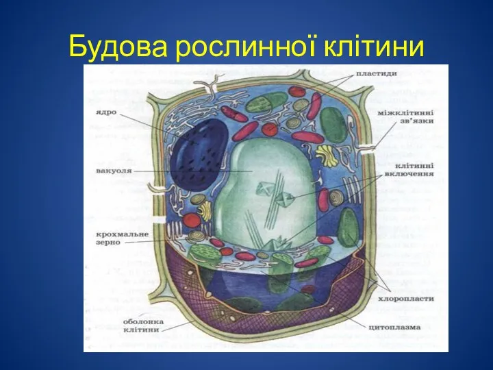 Будова рослинної клітини