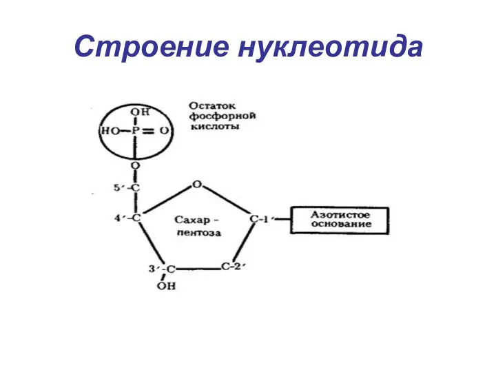 Строение нуклеотида