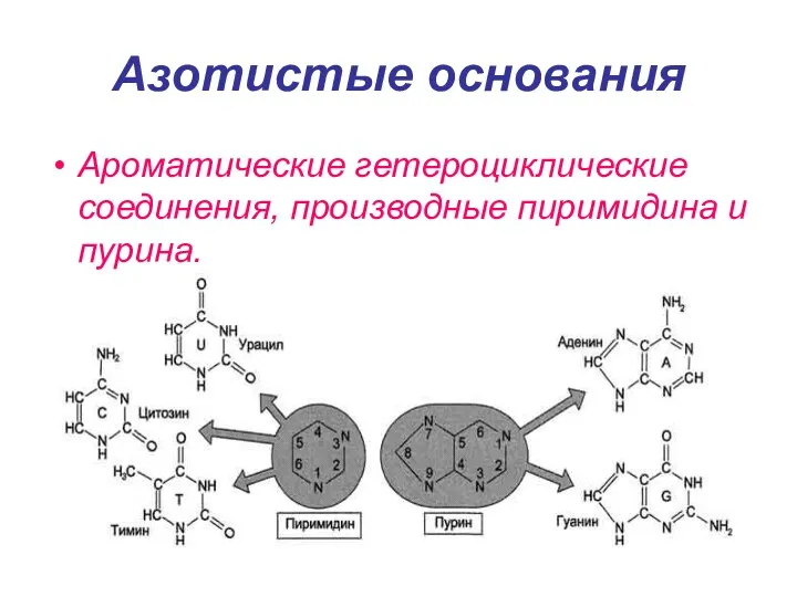 Азотистые основания Ароматические гетероциклические соединения, производные пиримидина и пурина.