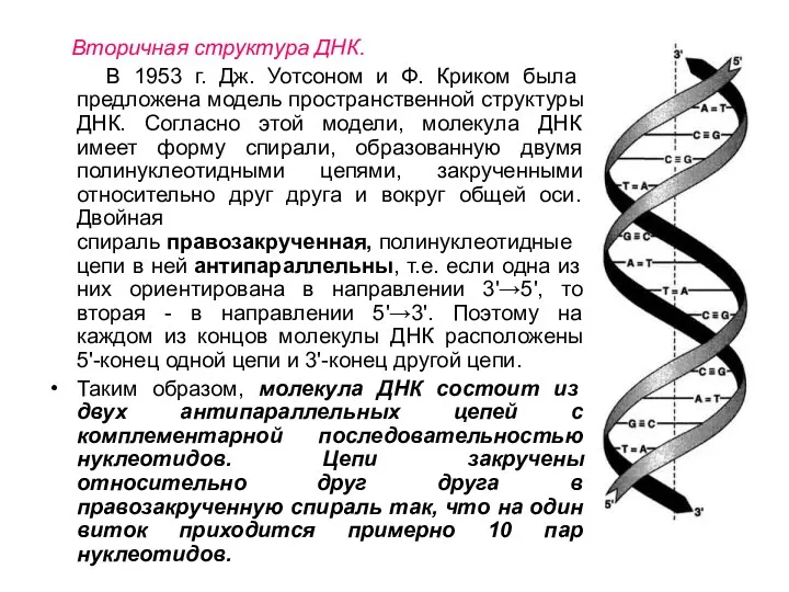 Вторичная структура ДНК. В 1953 г. Дж. Уотсоном и Ф.