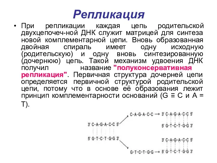 Репликация При репликации каждая цепь родительской двухцепочеч-ной ДНК служит матрицей