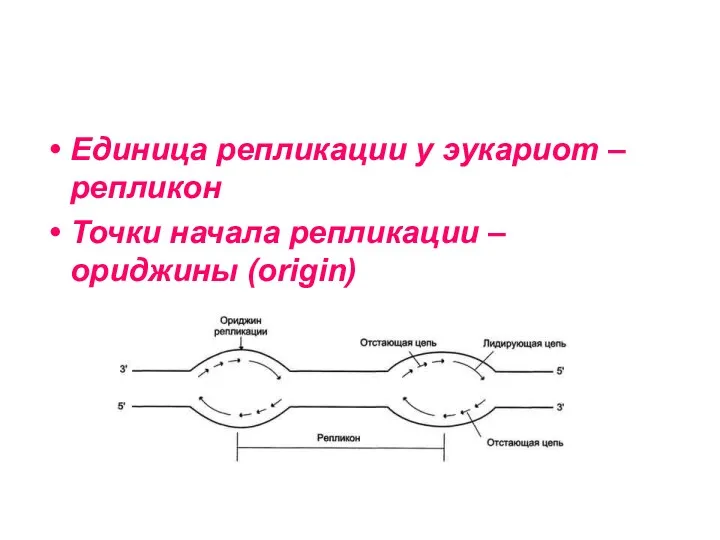 Единица репликации у эукариот – репликон Точки начала репликации – ориджины (origin)