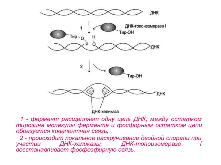 1 - фермент расщепляет одну цепь ДНК; между остатком тирозина