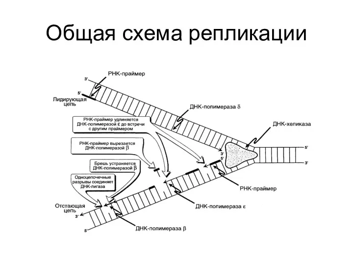 Общая схема репликации