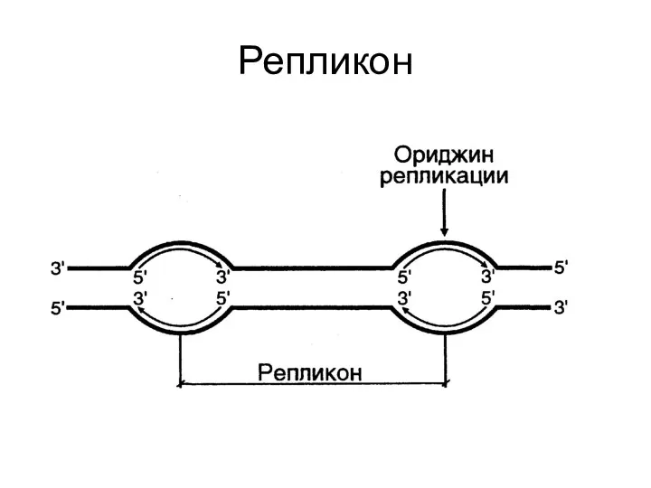 Репликон