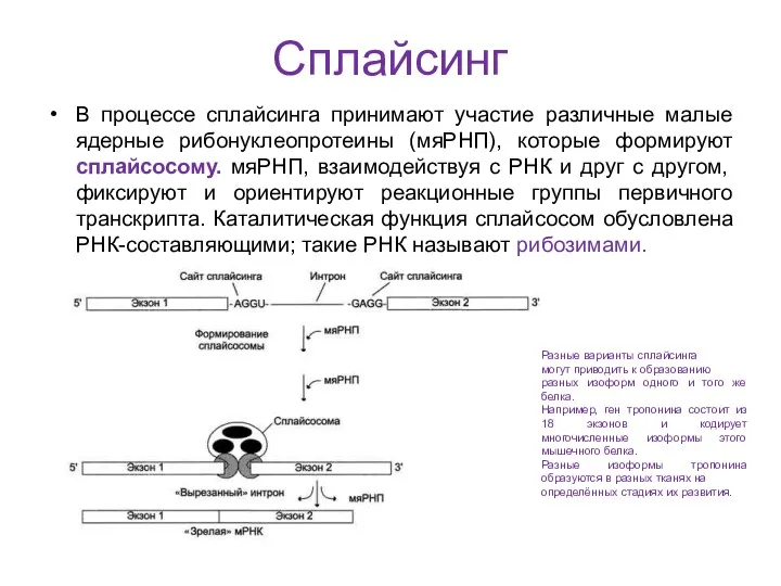 Сплайсинг В процессе сплайсинга принимают участие различные малые ядерные рибонуклеопротеины