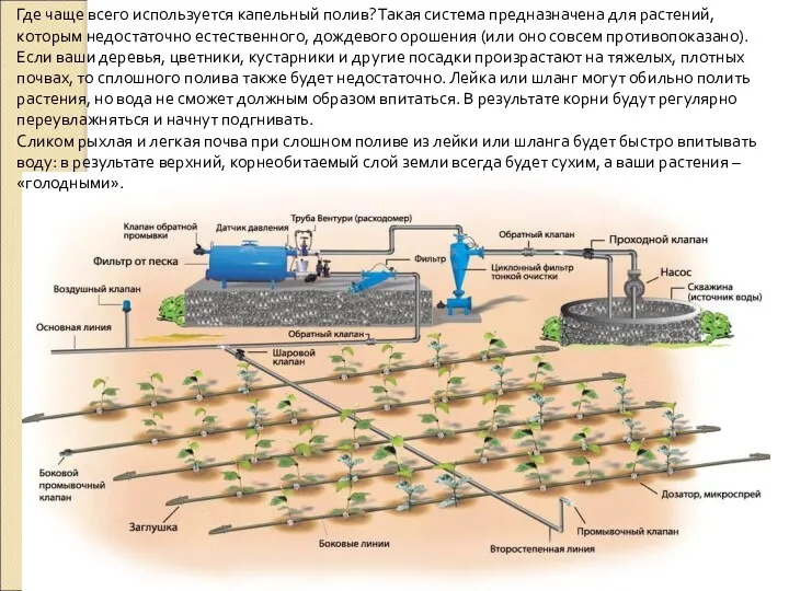 Где чаще всего используется капельный полив? Такая система предназначена для