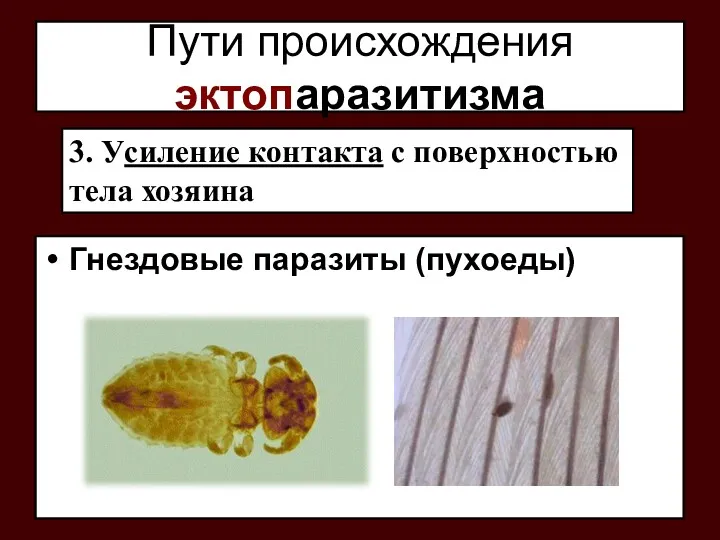 Пути происхождения эктопаразитизма Гнездовые паразиты (пухоеды) 3. Усиление контакта с поверхностью тела хозяина