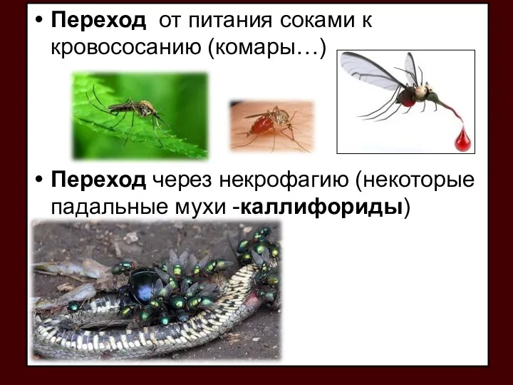 Переход от питания соками к кровососанию (комары…) Переход через некрофагию (некоторые падальные мухи -каллифориды)