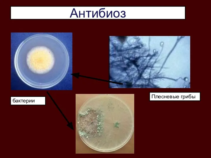 Антибиоз бактерии Плесневые грибы