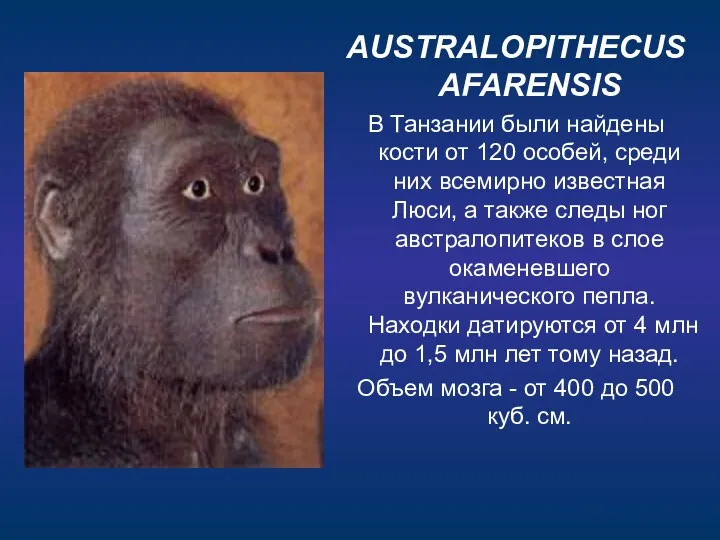 AUSTRALOPITHECUS AFARENSIS В Танзании были найдены кости от 120 особей,