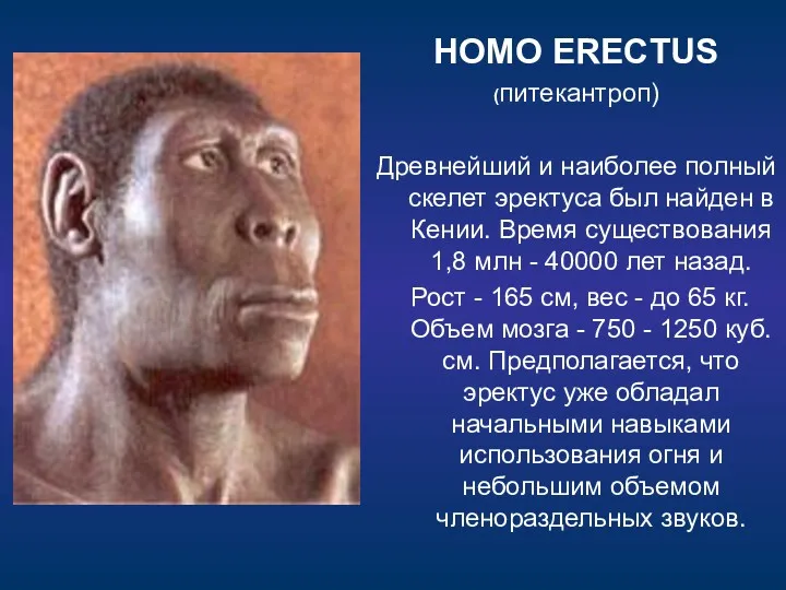 HOMO ERECTUS (питекантроп) Древнейший и наиболее полный скелет эректуса был