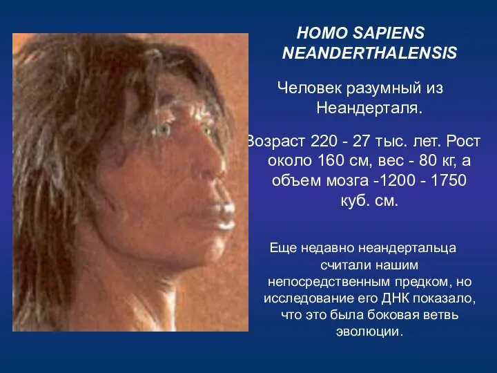 HOMO SAPIENS NEANDERTHALENSIS Человек разумный из Неандерталя. Возраст 220 -