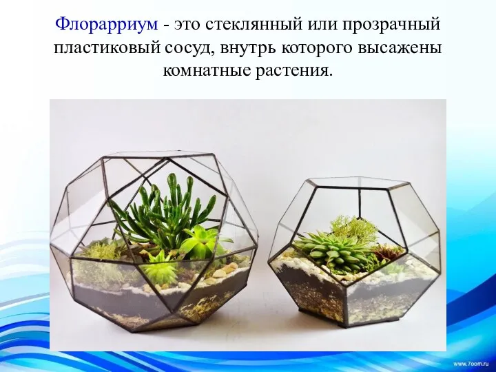 Флорарриум - это стеклянный или прозрачный пластиковый сосуд, внутрь которого высажены комнатные растения.