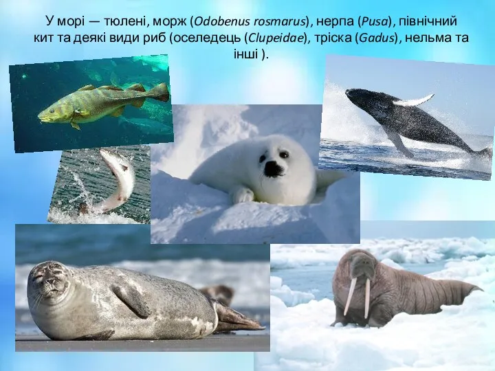 У морі — тюлені, морж (Odobenus rosmarus), нерпа (Pusa), північний