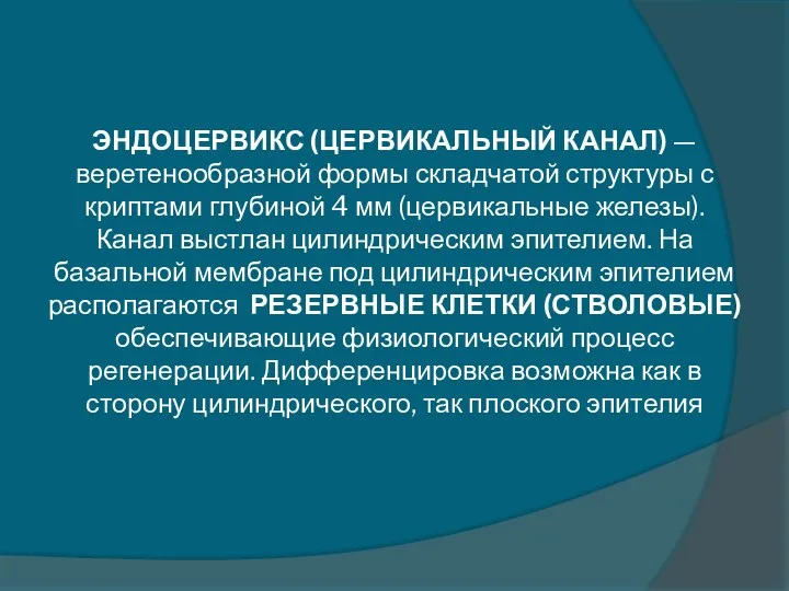 ЭНДОЦЕРВИКС (ЦЕРВИКАЛЬНЫЙ КАНАЛ) — веретенообразной формы складчатой структуры с криптами