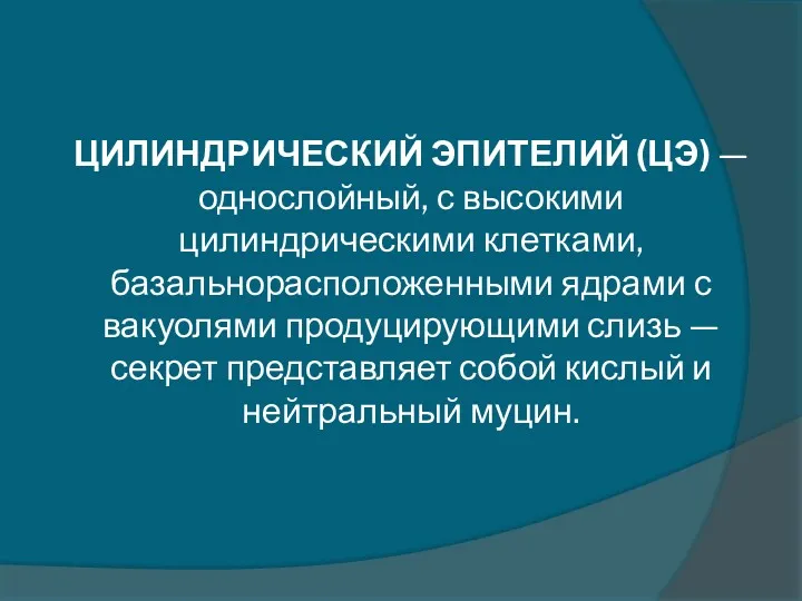 ЦИЛИНДРИЧЕСКИЙ ЭПИТЕЛИЙ (ЦЭ) — однослойный, с высокими цилиндрическими клетками, базальнорасположенными