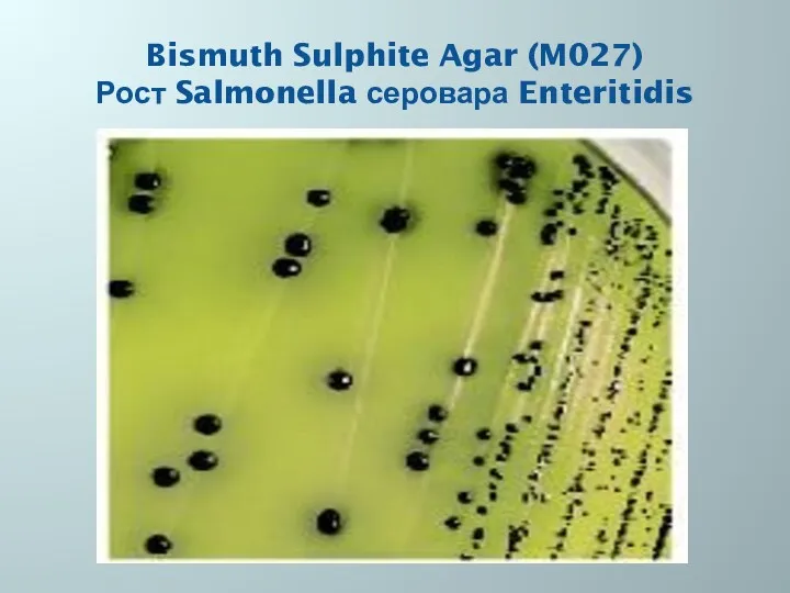 Bismuth Sulphite Agar (M027) Рост Salmonella серовара Enteritidis
