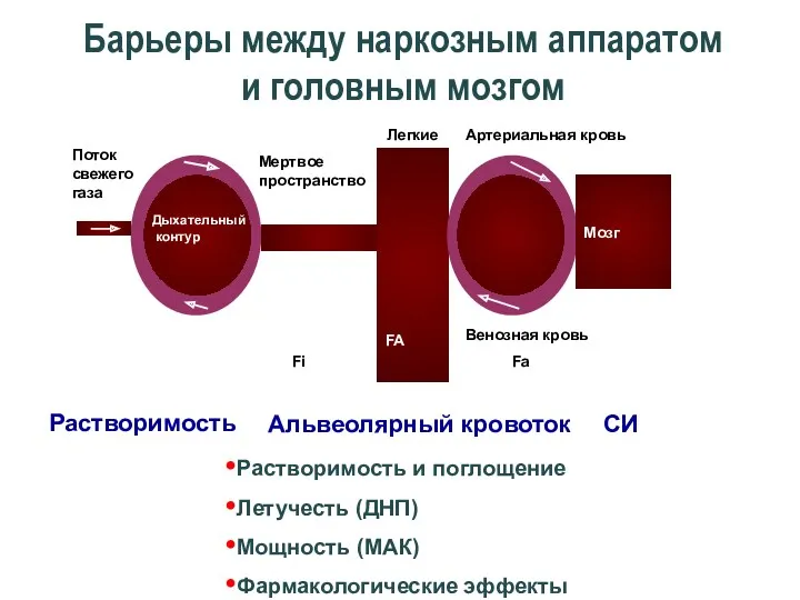 FA Мозг Поток свежего газа Дыхательный контур Мертвое пространство Легкие