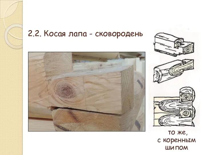 2.2. Косая лапа - сковородень то же, с коренным шипом