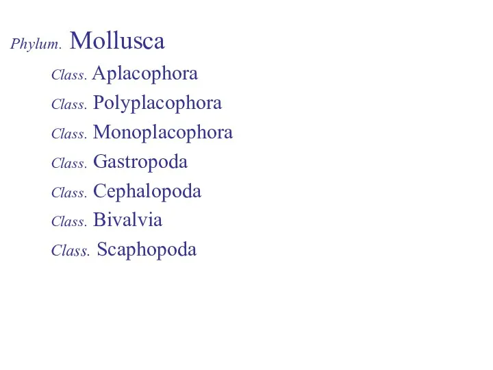 Phylum. Mollusca Class. Aplacophora Class. Polyplacophora Class. Monoplacophora Class. Gastropoda Class. Cephalopoda Class. Bivalvia Class. Scaphopoda