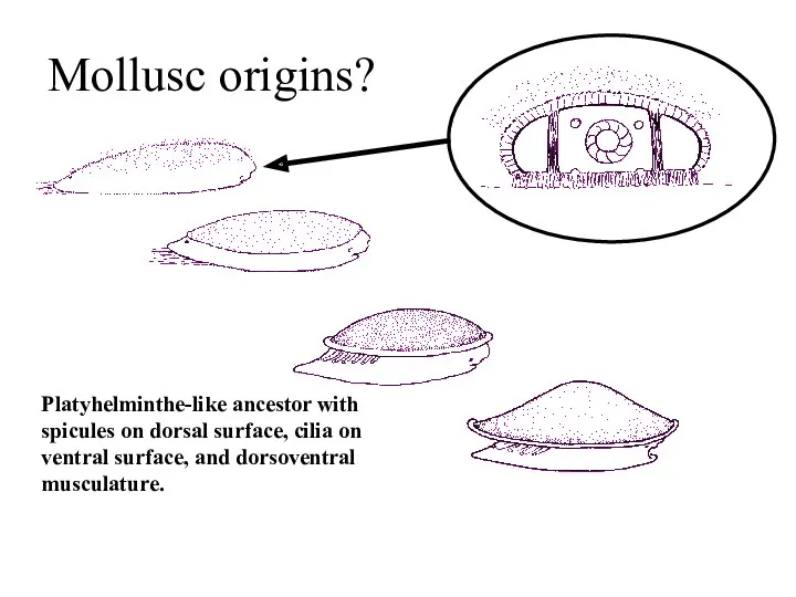 Mollusc origins? Platyhelminthe-like ancestor with spicules on dorsal surface, cilia on ventral surface, and dorsoventral musculature.