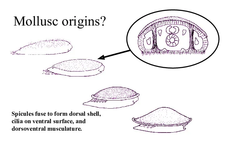 Mollusc origins? Spicules fuse to form dorsal shell, cilia on ventral surface, and dorsoventral musculature.
