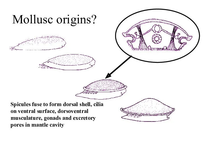 Mollusc origins? Spicules fuse to form dorsal shell, cilia on