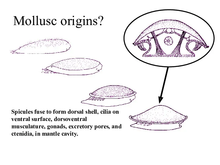 Mollusc origins? Spicules fuse to form dorsal shell, cilia on