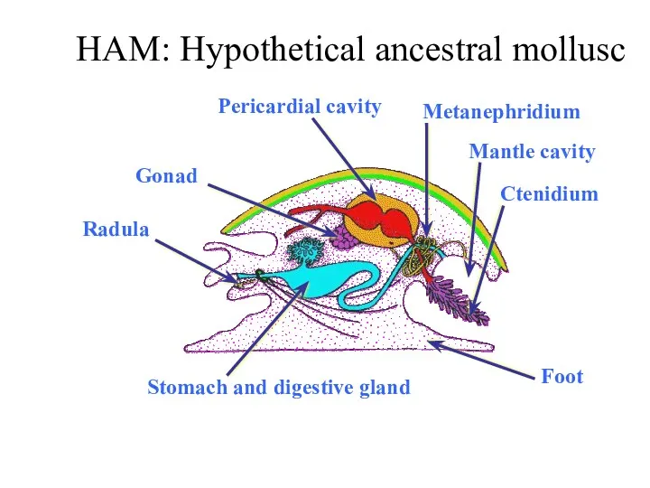 HAM: Hypothetical ancestral mollusc Mantle cavity Ctenidium Pericardial cavity Metanephridium
