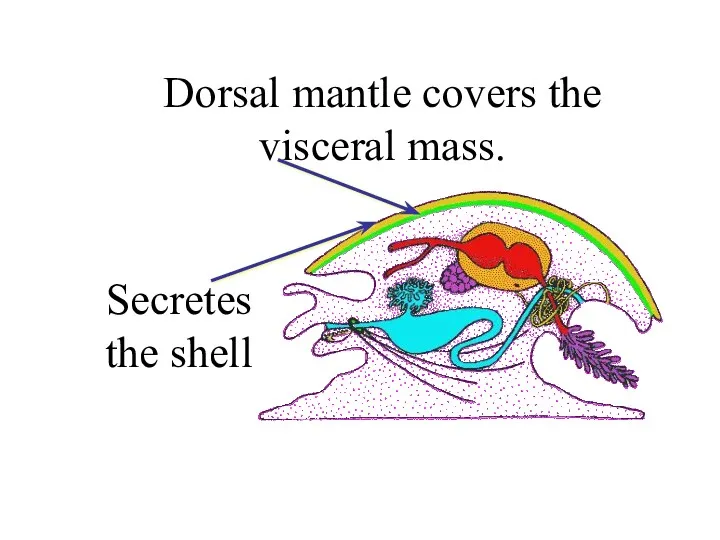 Dorsal mantle covers the visceral mass. Secretes the shell