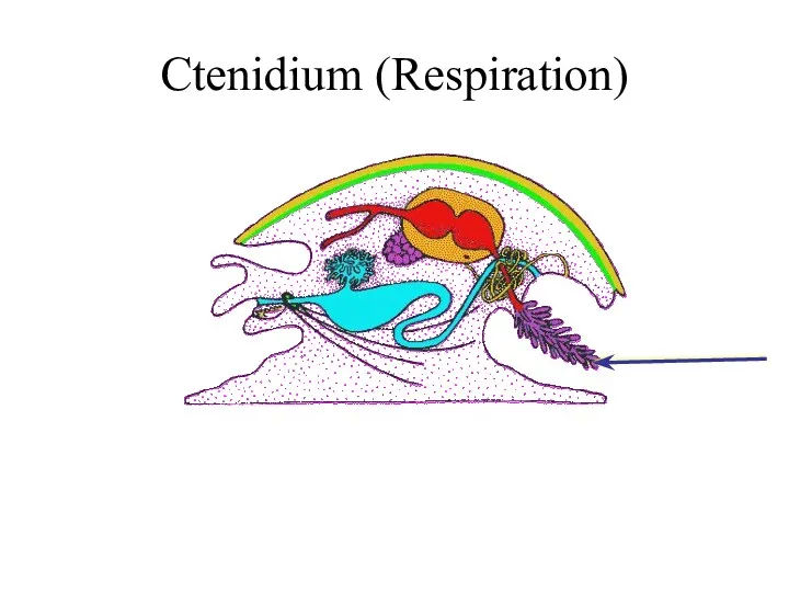 Ctenidium (Respiration)