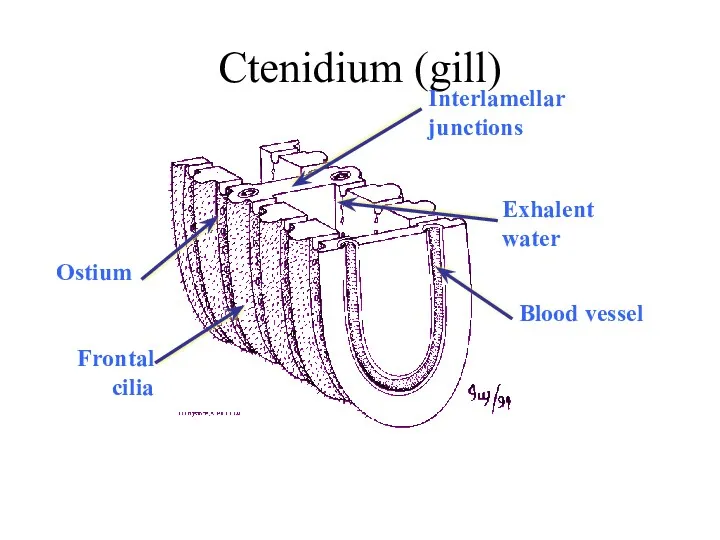 Ctenidium (gill) Interlamellar junctions Ostium Frontal cilia Blood vessel Exhalent water