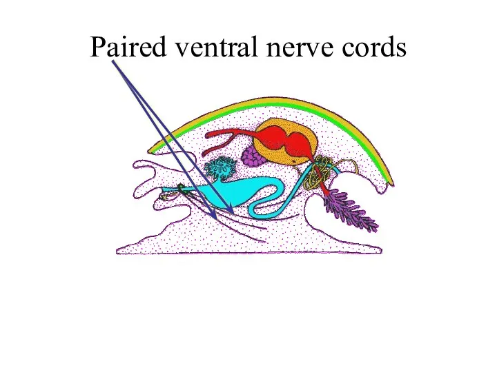 Paired ventral nerve cords