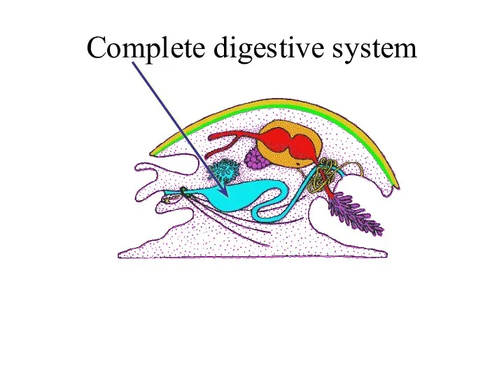 Complete digestive system