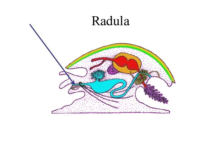 Radula