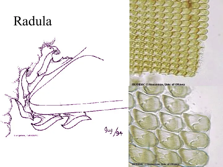 Radula