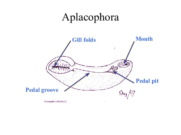 Aplacophora Gill folds Mouth Pedal pit Pedal groove