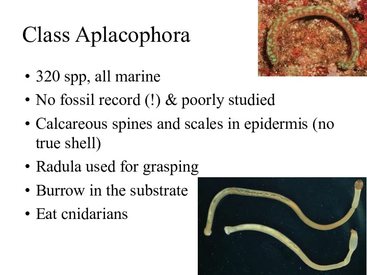 Class Aplacophora 320 spp, all marine No fossil record (!)